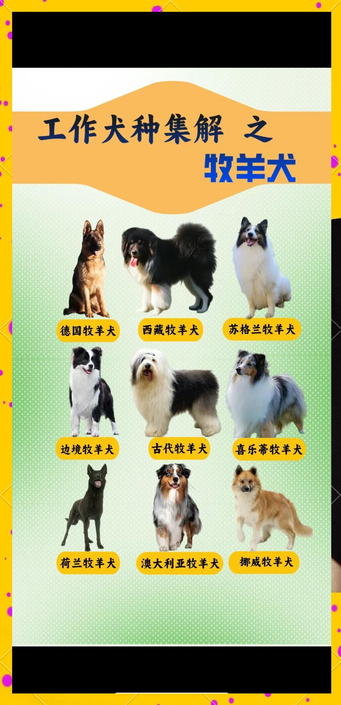德国牧羊犬的价格都是在哪些范围之内？