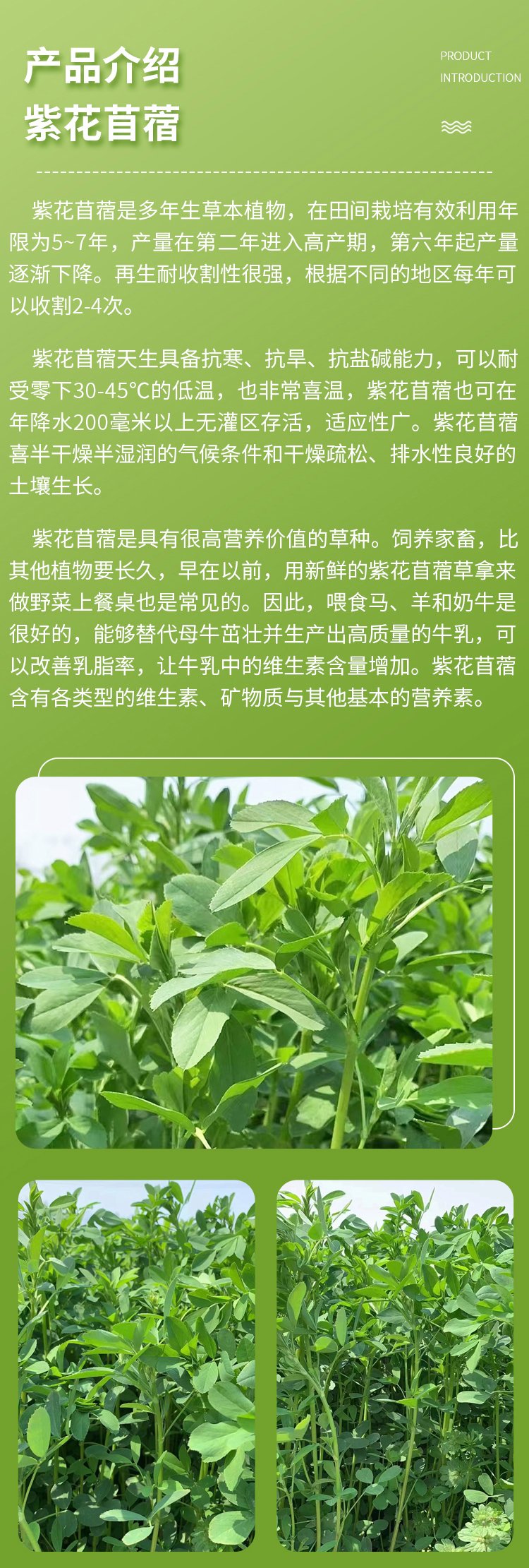 紫花苜蓿一亩需要多少种子