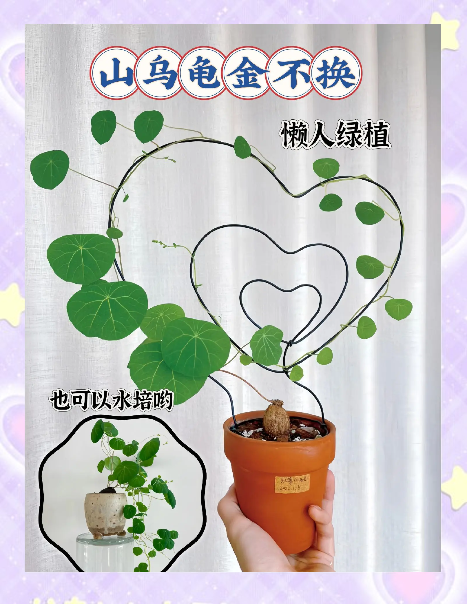 山乌龟的功效与作用介绍