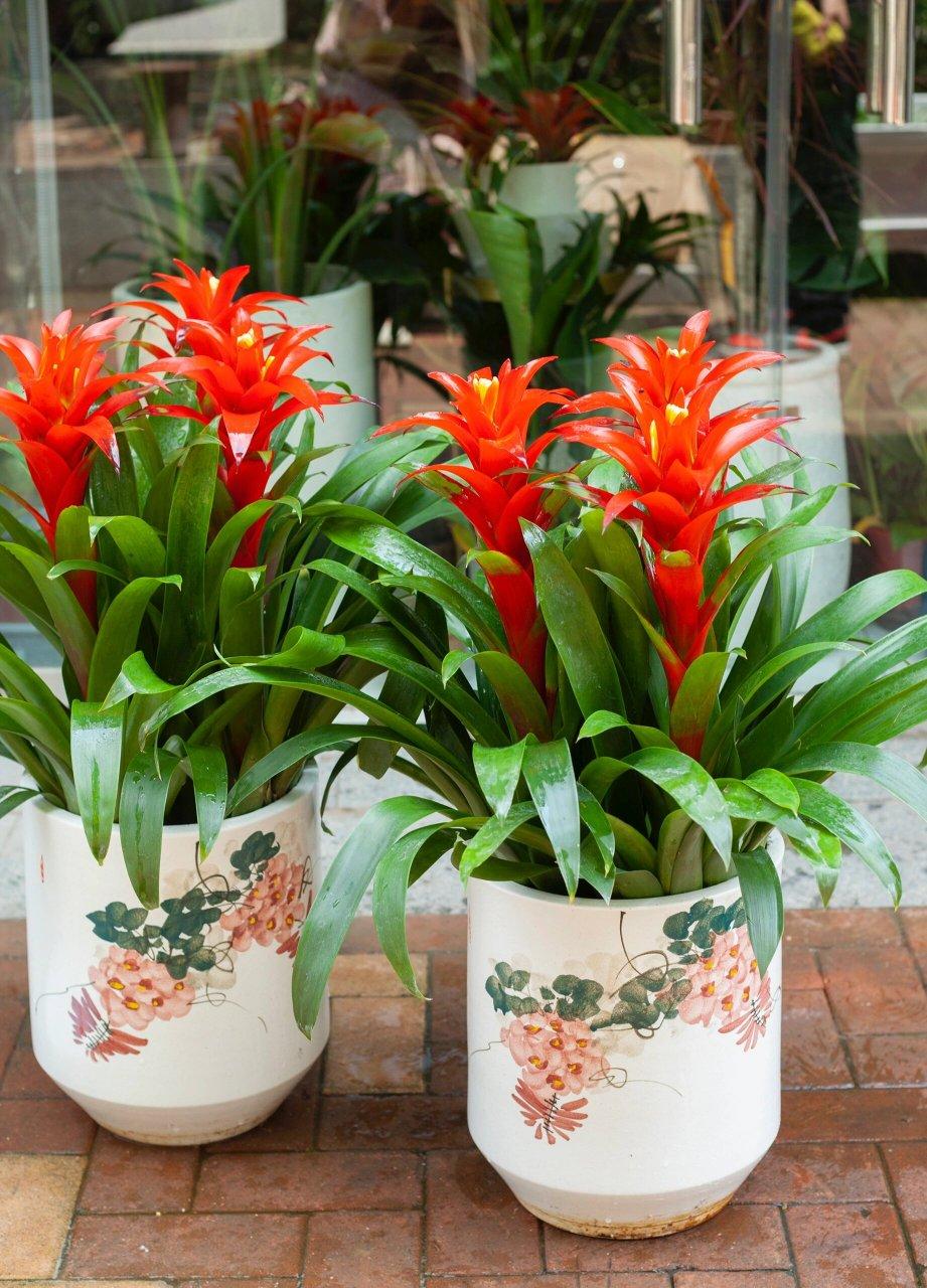 鸿运当头鱼的养殖方法和注意事项介绍