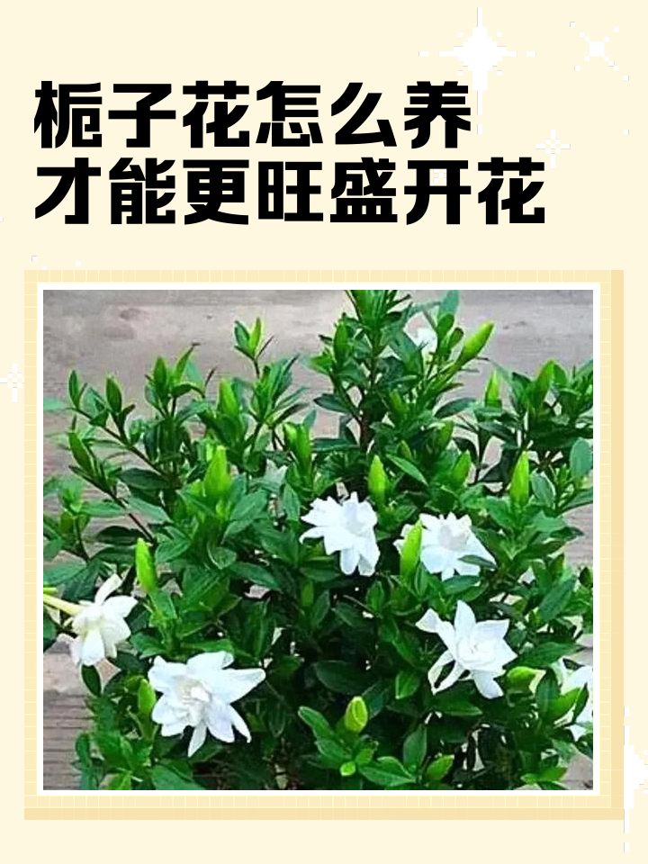 栀子花怎么养才容易开花