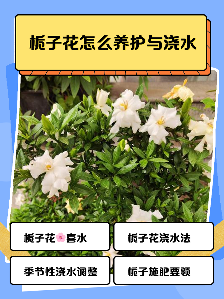 栀子花怎么养才容易开花