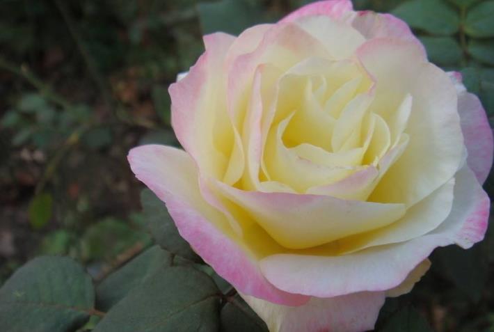 右岸红花美如画是什么生肖