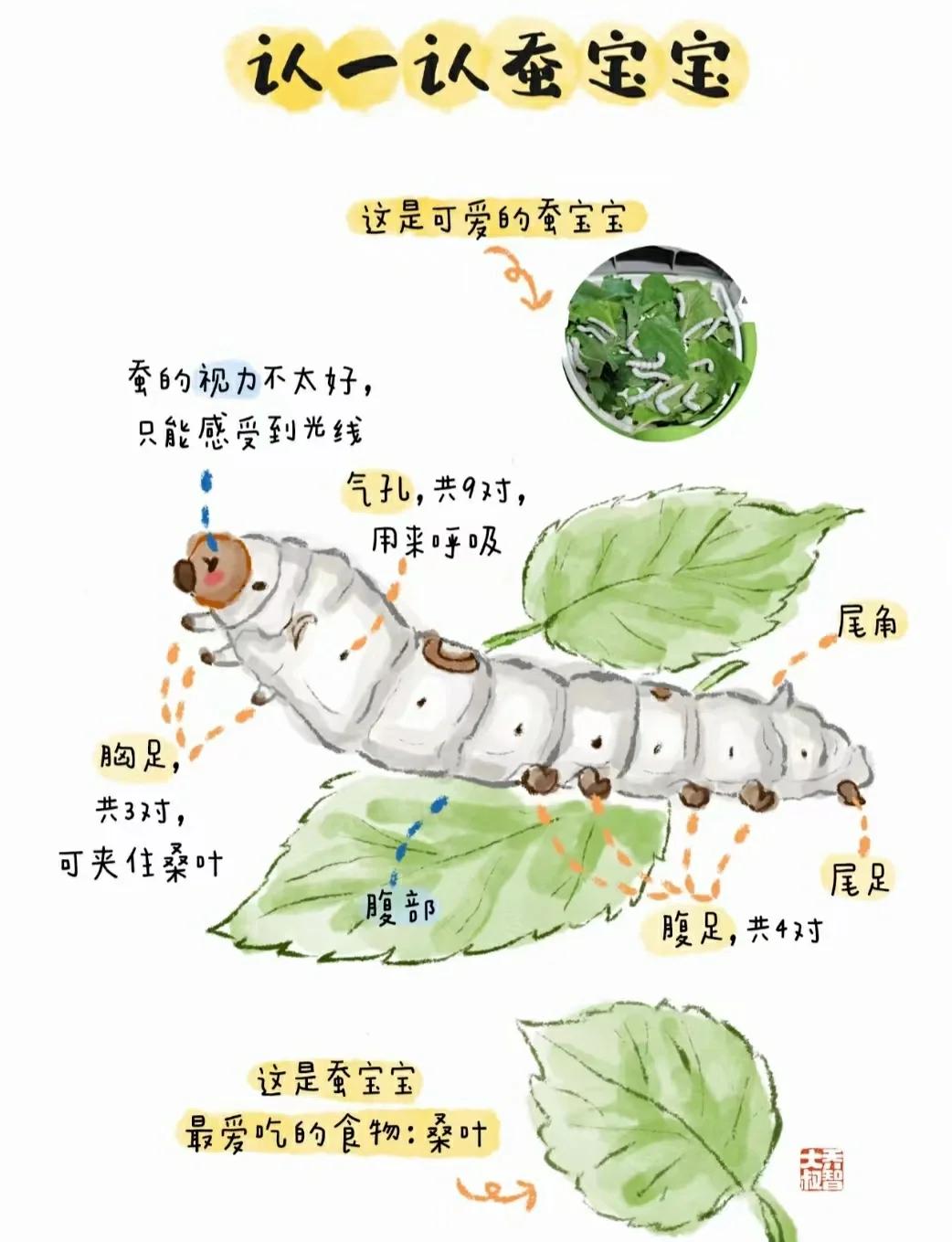 蚕宝宝最后变成飞蛾还是蝴蝶