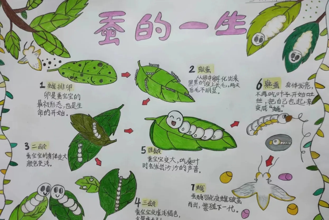 蚕宝宝最后变成飞蛾还是蝴蝶