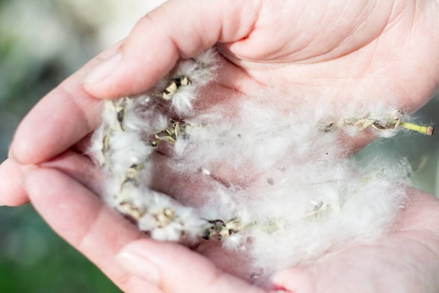 花露水洒在床上能杀螨虫吗